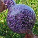 TALLER 15 DE JUNIO: Identificación, destilación y extractos botánicos en el MARESME